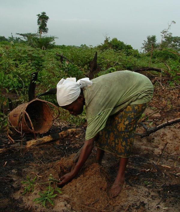 Une jeune femme plante des boutures de manioc infectées par la mosaïque (Gabon, 2004) © Marc Delêtre